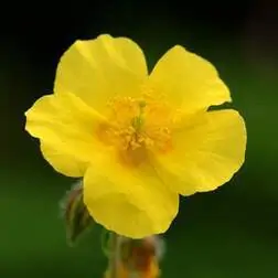 Flower Essences for Shock