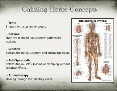 Nervines Calming Herbs